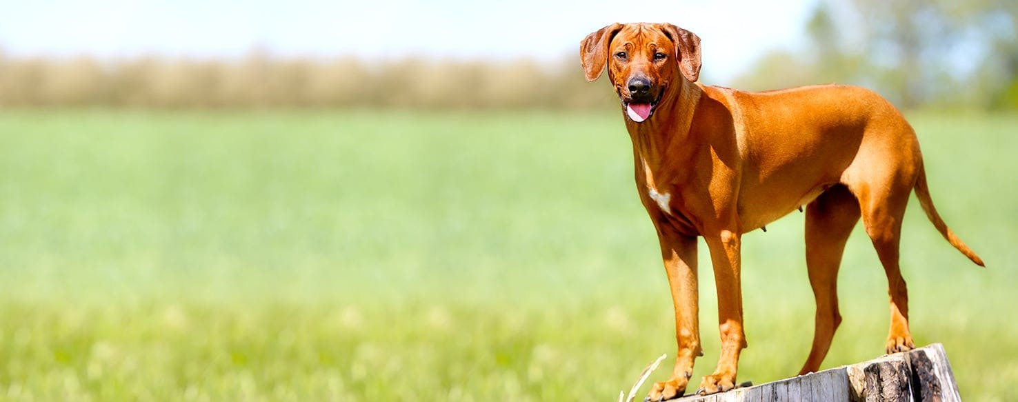 Rhodesian Ridgeback Dog Names Popular Male and Female Names Wag!